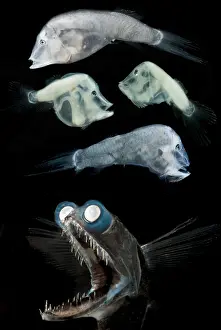 Telescope Prints: Telescopefish (Gigantura sp.) life stages