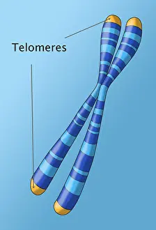 Complex Prints: Telomeres, Illustration