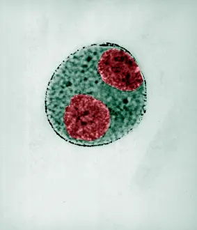 Cycle Prints: Telophase of Mitosis in Trillium Cell