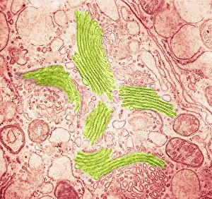 Eukaryotic Prints: TEM of Golgi Bodies