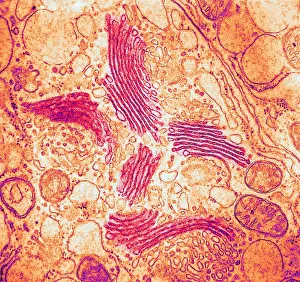 Eukaryotic Prints: TEM of Golgi Bodies