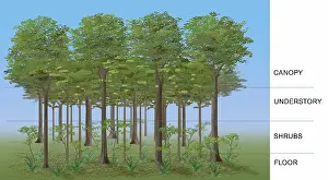 Ground Prints: Temperate Deciduous Forest Layers, Illustration