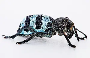 Temperate Prints: Temperate Rainforest Weevil (Aegorhinus phaleratus)