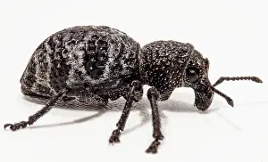 Temperate Prints: Temperate Rainforest Weevil (Aegorhinus phaleratus)