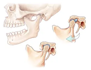 Diagram Prints: Temporomandibular Joint, Illustration