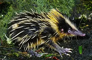 January Prints: Tenrec