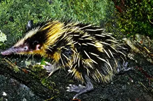 January Prints: Tenrec