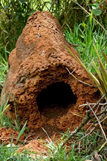Community Prints: Termite Mound in Brazil