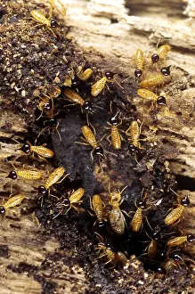 Island Prints: Termites