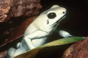 Poisonous Prints: Terrible Poison Frog