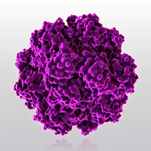 Enzyme Prints: Tetrahedral Protein Cage