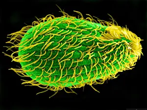 Prints of Color enhanced scanning electron micrograph of Tetrahymena thermophila, a freshwater ciliate approximately 50 micrometers in length and covered with 700-800 cilia : Tetrahymena thermophila, under a microscope (SEM)