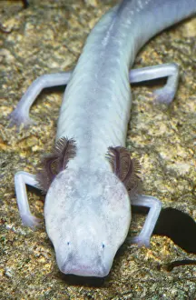 Bred Prints: Texas Blind Cave Salamander