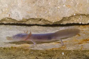 Neoteny Prints: Texas Blind Salamander