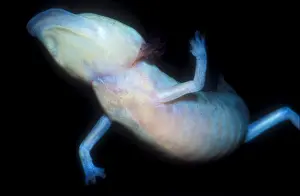 2005 Prints: Texas Blind Salamander