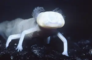 Protected Prints: Texas Blind Salamander