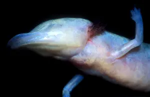 2005 Prints: Texas Blind Salamander