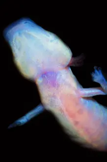 2005 Prints: Texas Blind Salamander