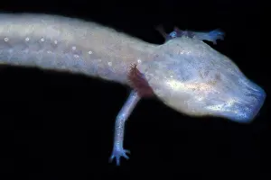 2005 Prints: Texas Blind Salamander