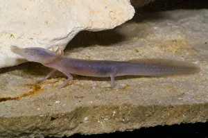 Cave Prints: Texas Blind Salamander