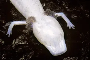 Dark Prints: Texas Blind Salamander