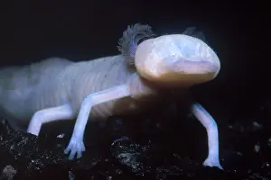 Protected Prints: Texas Blind Salamander (Eurycea rathbuni)
