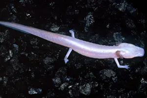 Protected Prints: Texas Blind Salamander (Eurycea rathbuni)