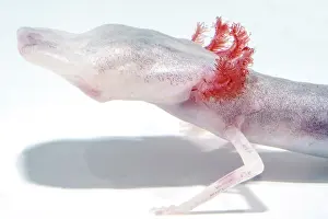 Breeding Prints: Texas Blind Salamander (Eurycea rathbuni)