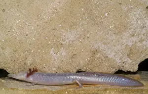Texas Blind Salmander