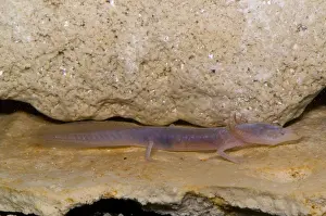 Cave Prints: Texas Blind Salmander