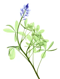 Mixed Science Images Prints: Texas Bluebonnets, X-ray