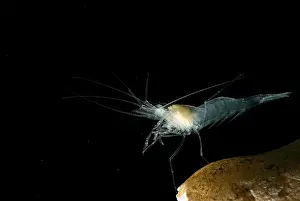 Aquifer Prints: Texas Cave Shrimp