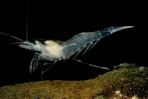 Aquifer Prints: Texas Cave Shrimp