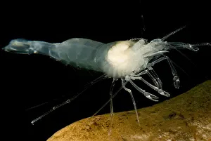 Aquifer Prints: Texas Cave Shrimp