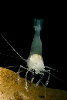 Aquifer Prints: Texas Cave Shrimp
