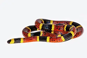 Tener Prints: Texas Coral Snake (Micrurus tener)