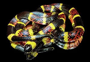 Texas Coral Snake (Micrurus tener)