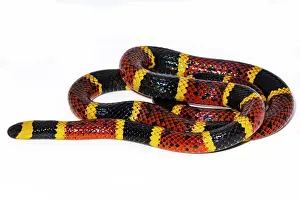 Aposematism Prints: Texas Coral Snake (Micrurus tener)