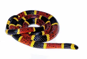 Aposematic Prints: Texas Coral Snake (Micrurus tener)