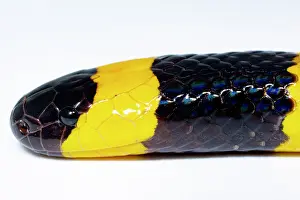 Aposematic Prints: Texas Coral Snake (Micrurus tener)