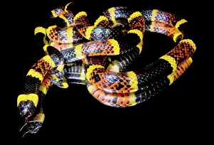 Aposematic Prints: Texas Coral Snake (Micrurus tener)