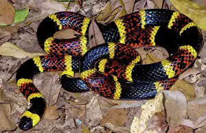 Coloration Prints: Texas Coral Snake (Micrurus tener)