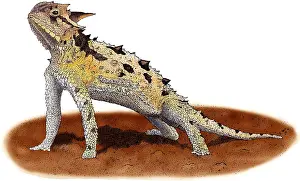 Lizards Prints: Texas Horned Lizard