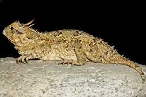 Breeding Prints: Texas Horned Lizard (Phrynosoma cornutum)