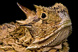 Breeding Prints: Texas Horned Lizard (Phrynosoma cornutum)