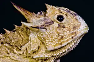 Breeding Prints: Texas Horned Lizard (Phrynosoma cornutum)