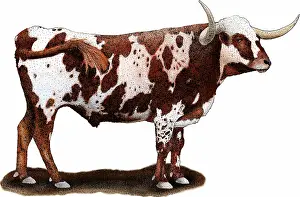 Cattle Prints: Texas Longhorn