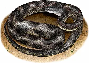 Rats Prints: Texas rat snake
