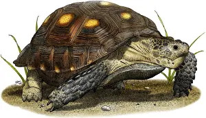 Tortoises Prints: Texas Tortoise