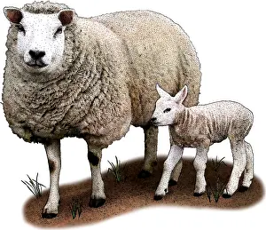 Aries Prints: Texel Sheep